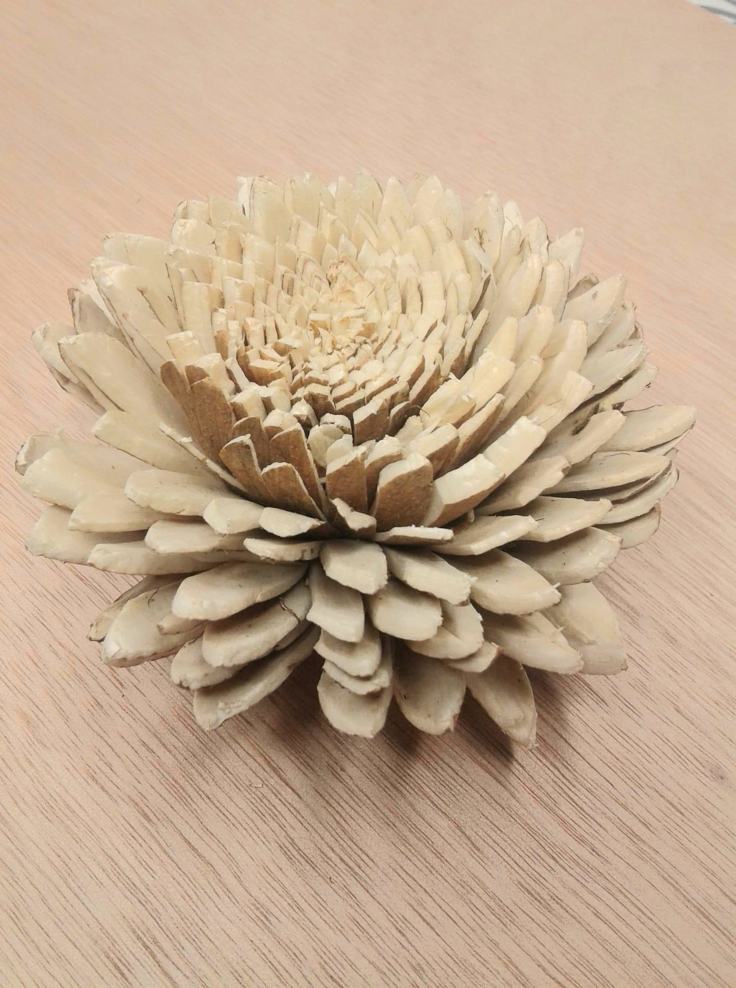 Skin Zinnia -3''
