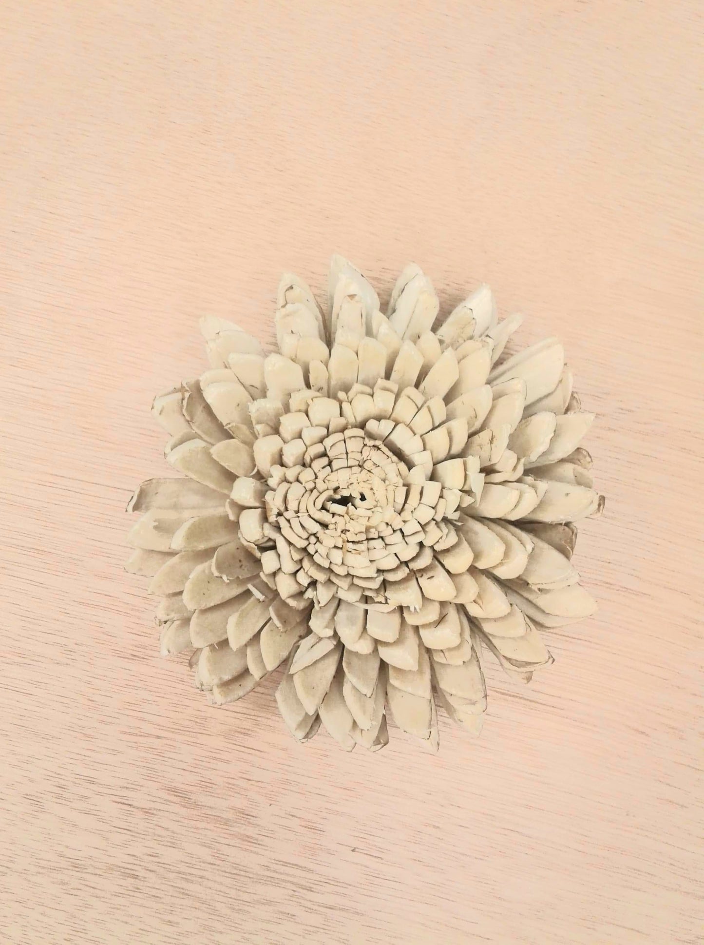 Skin Zinnia -3''
