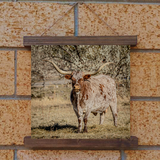 Longhorn Hanging Canvas