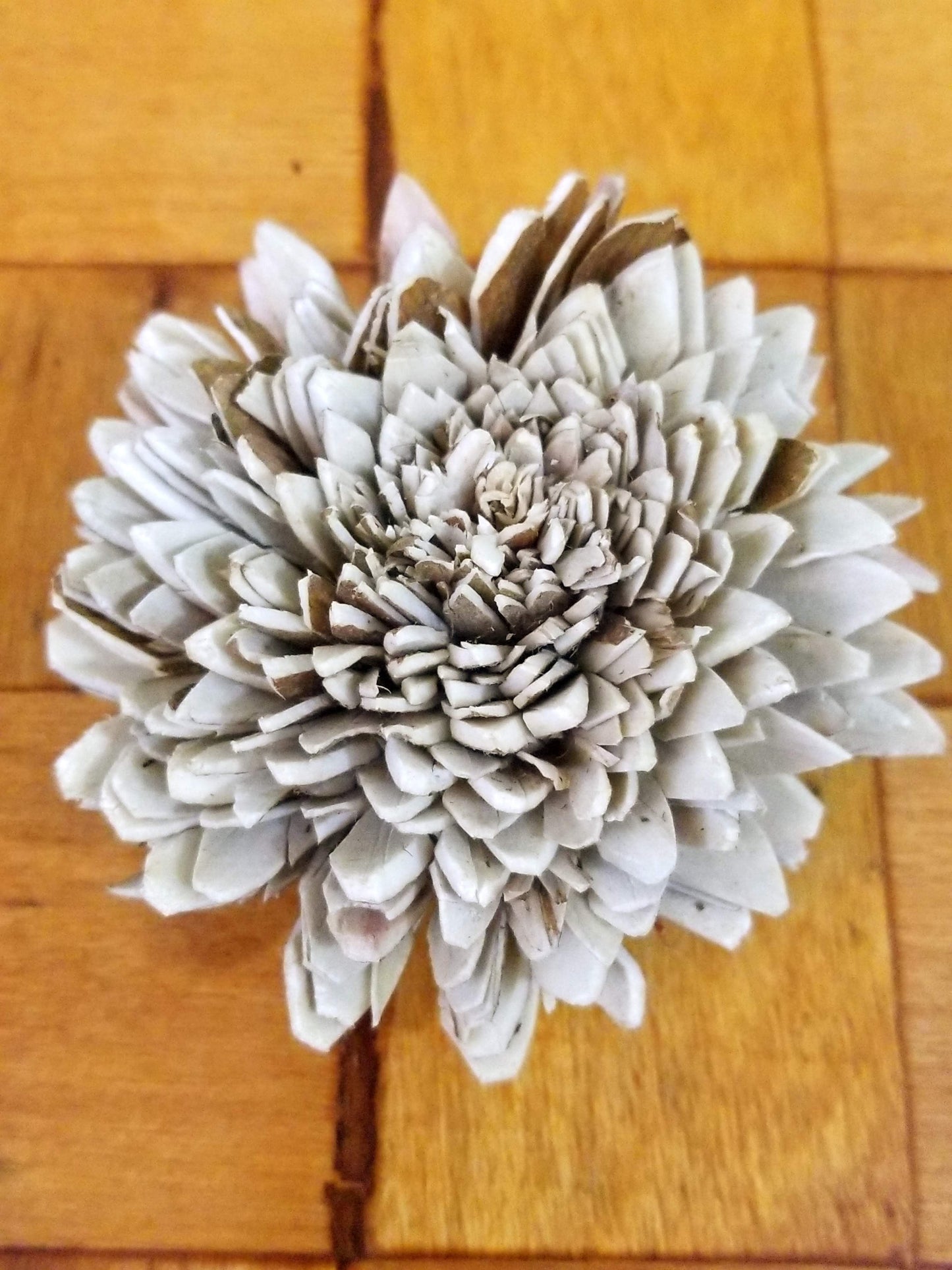 Skin Zinnia-1.5''