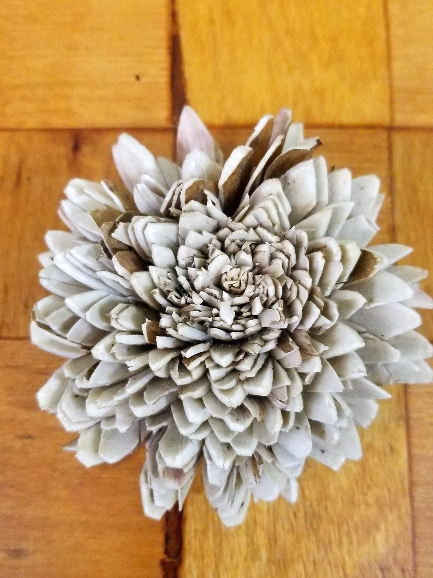 Skin Zinnia-1.5''