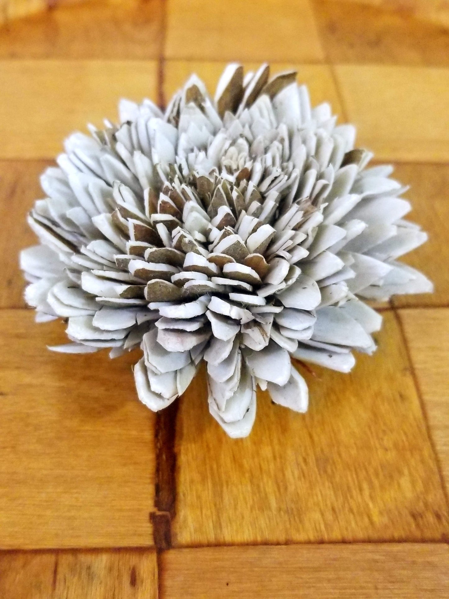 Skin Zinnia-1.5''