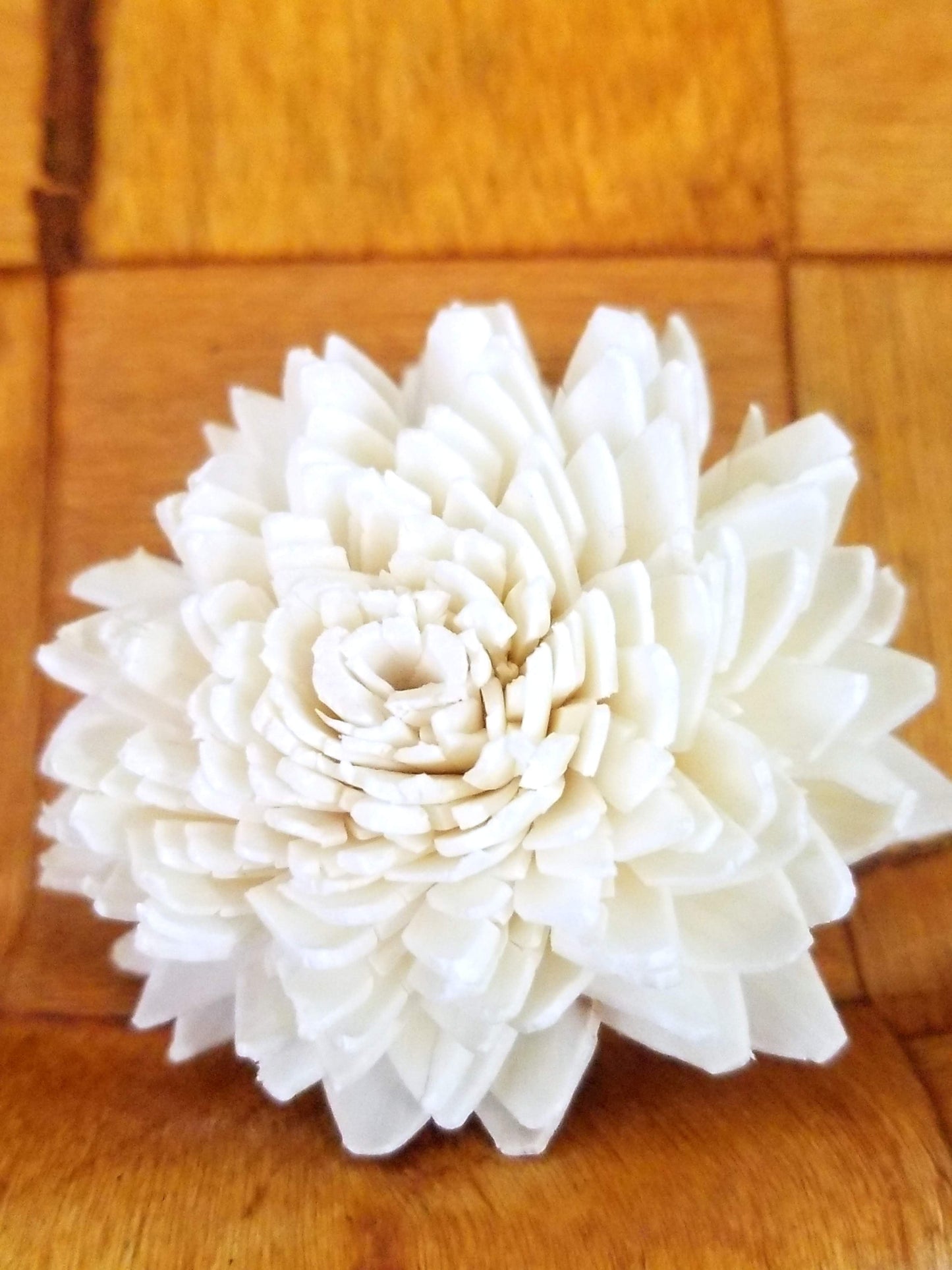 Zinnia-2''