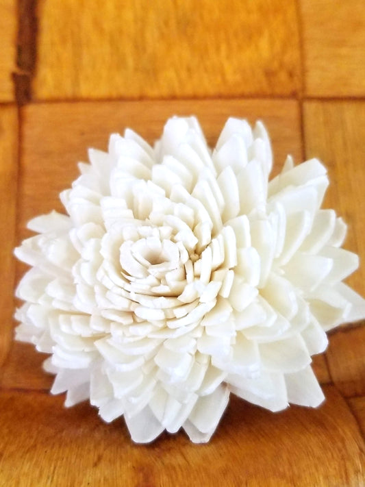 Zinnia-2''