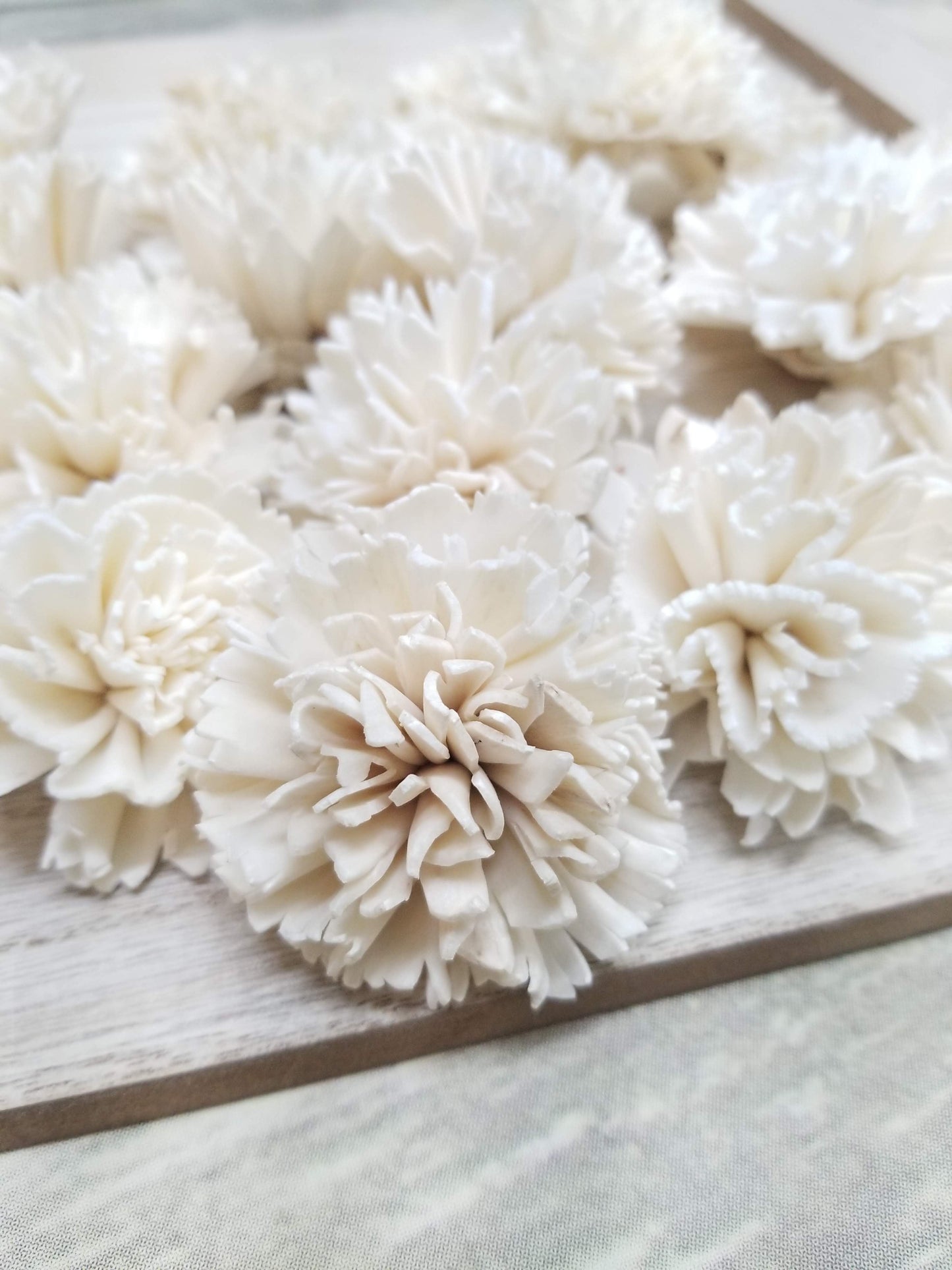 Carnations-2''