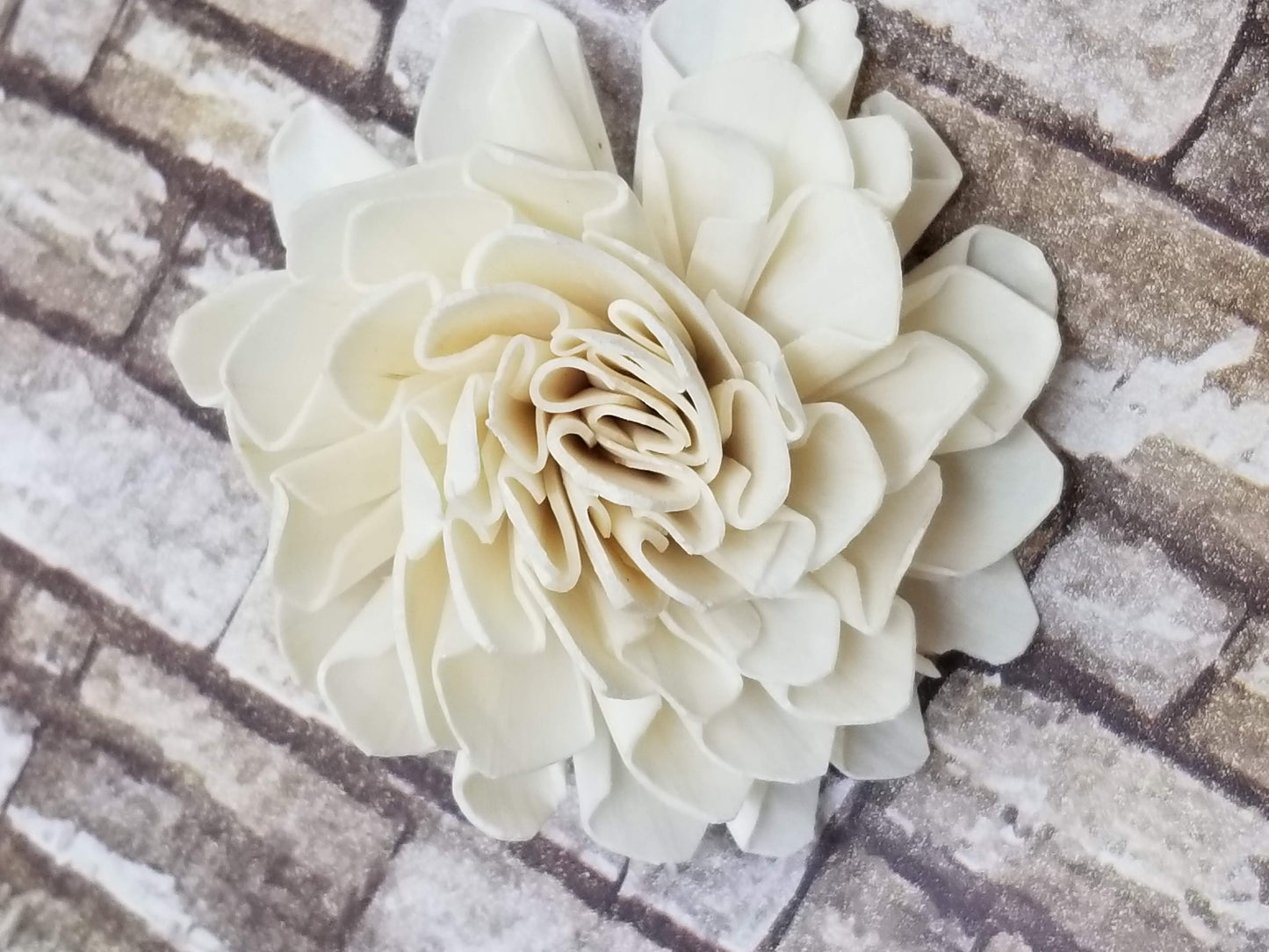 Dahlia - 2"