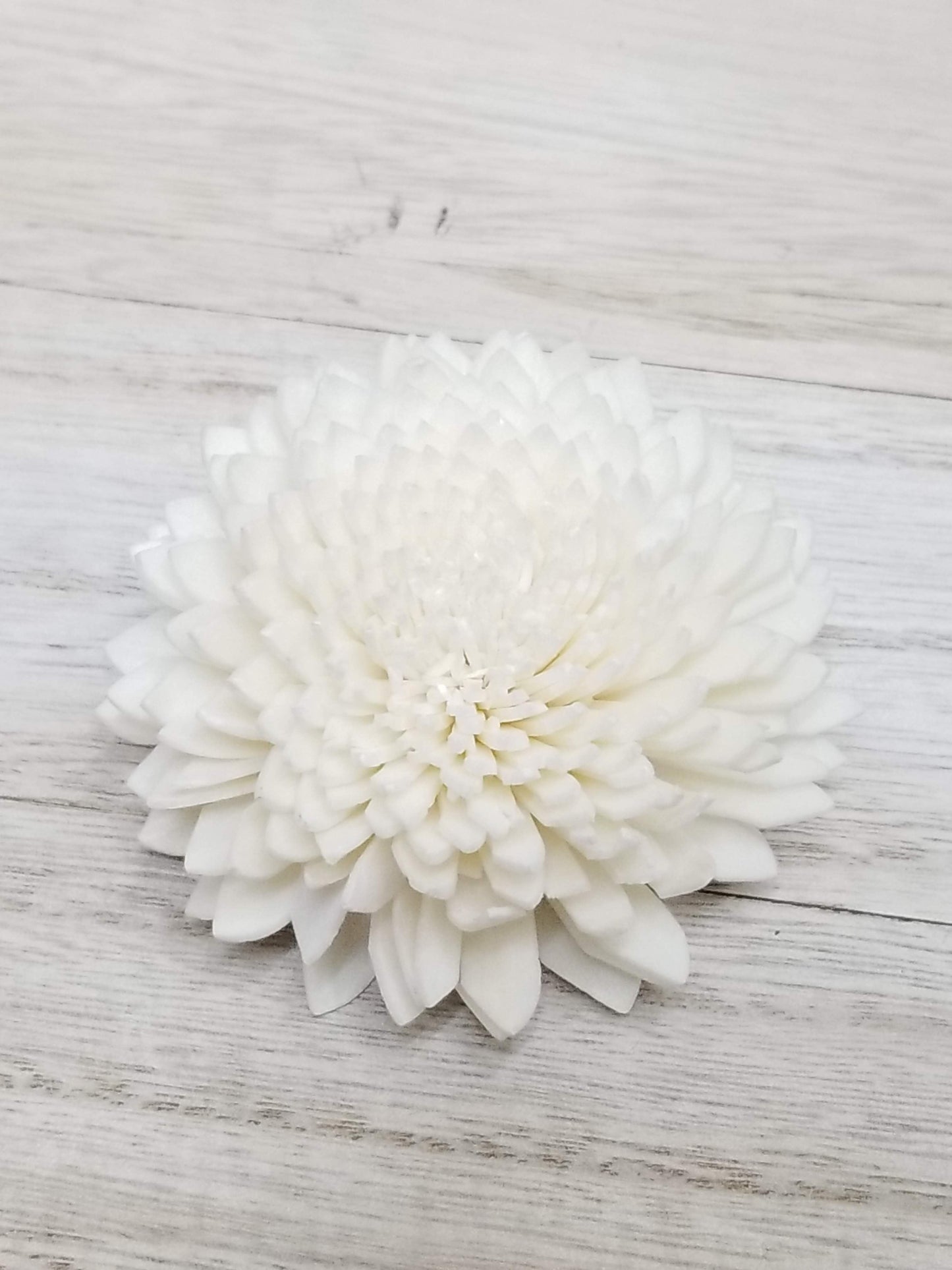 Zinnia-2''