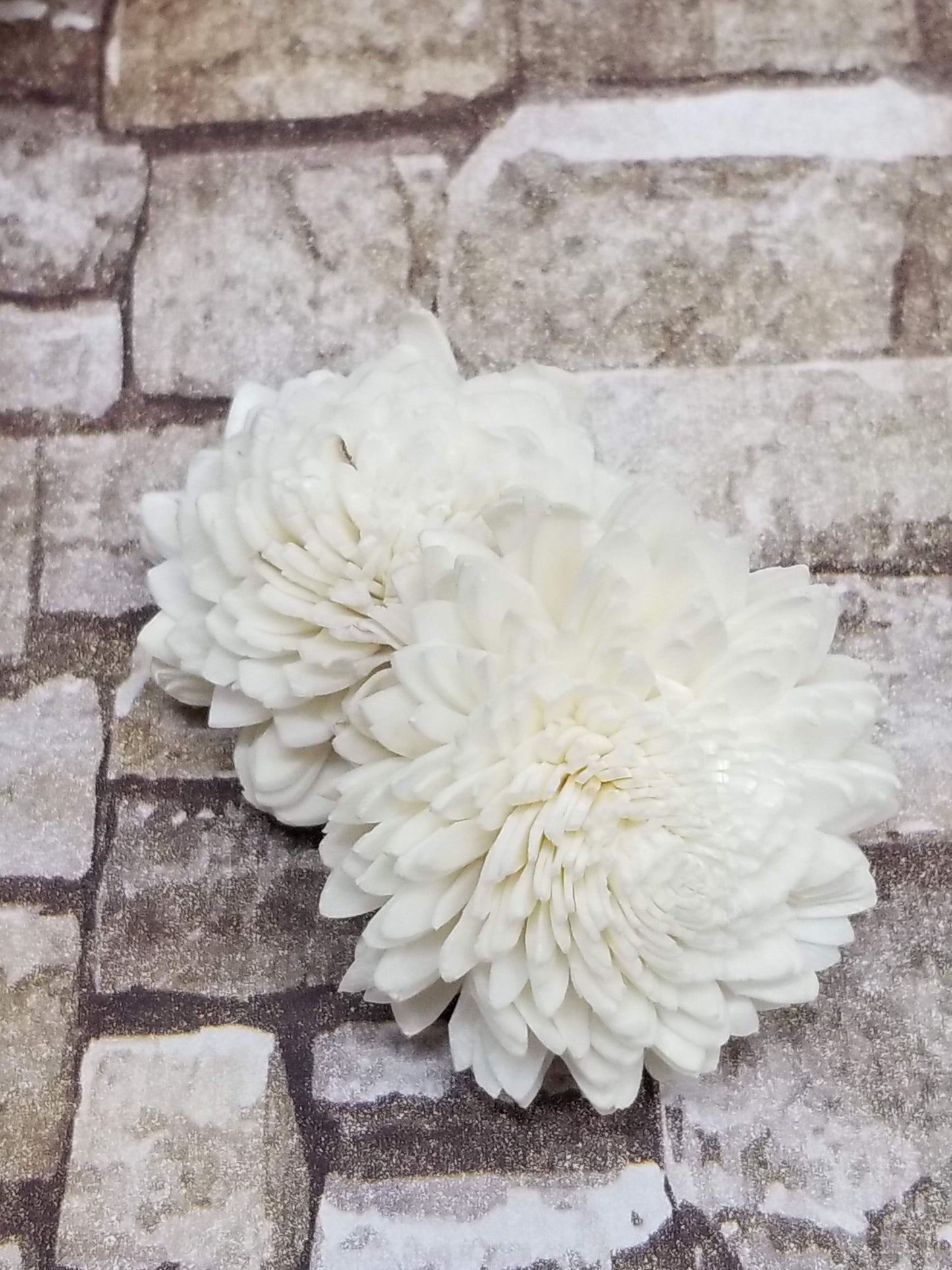 Zinnia-2''