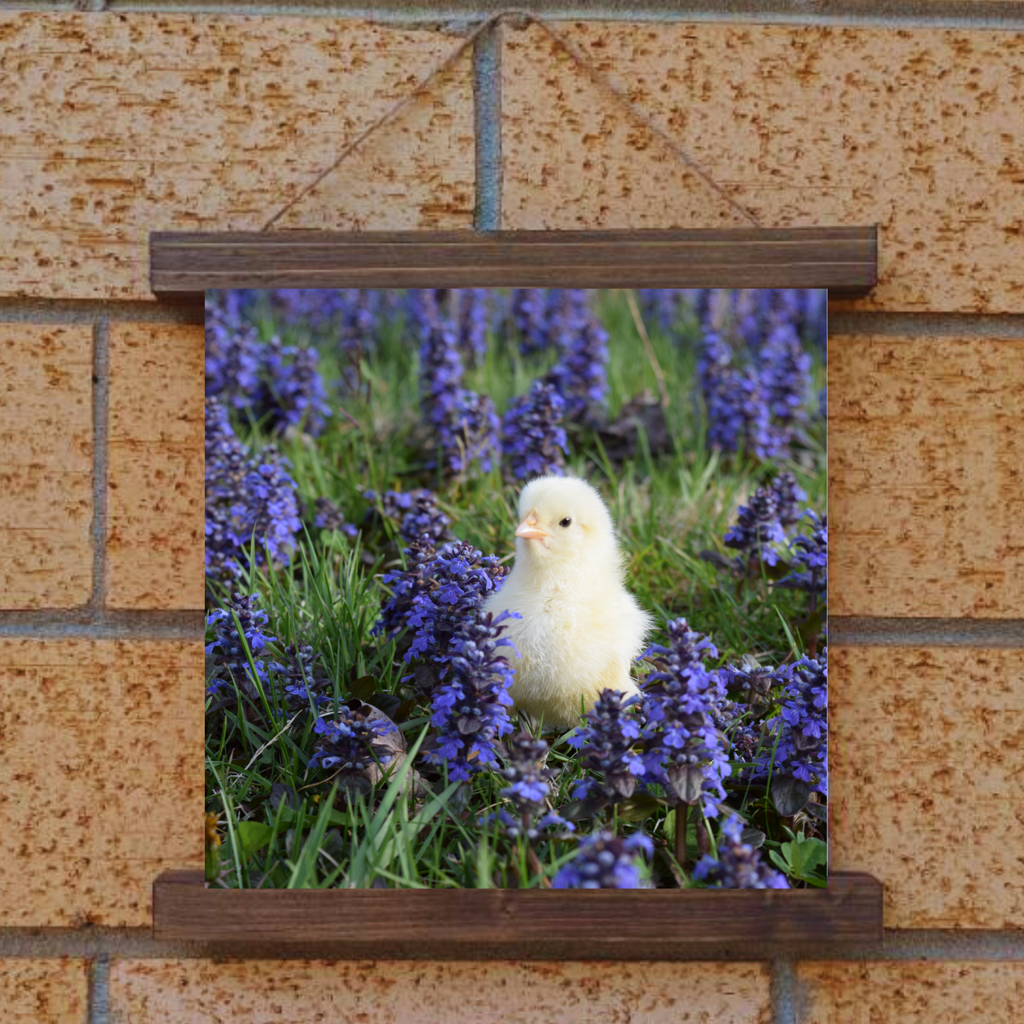 Chick Hanging Canvas