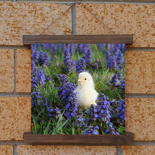 Chick Hanging Canvas