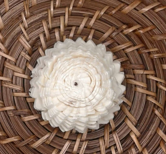 Sand Dollar -2''