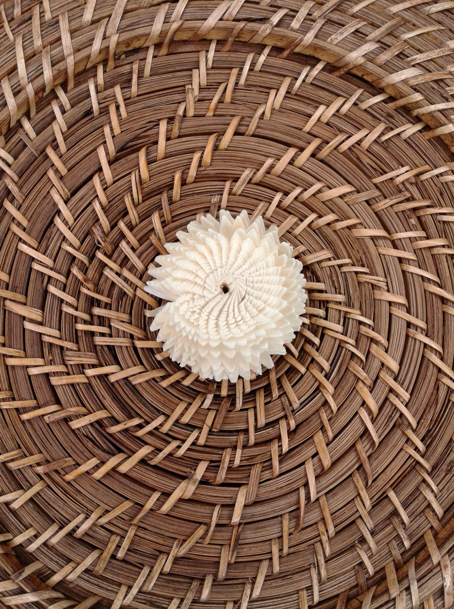 Sand Dollar -2''