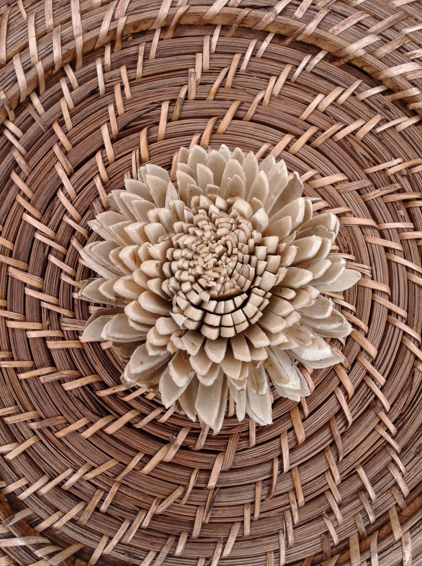 Skin Zinnia -4''