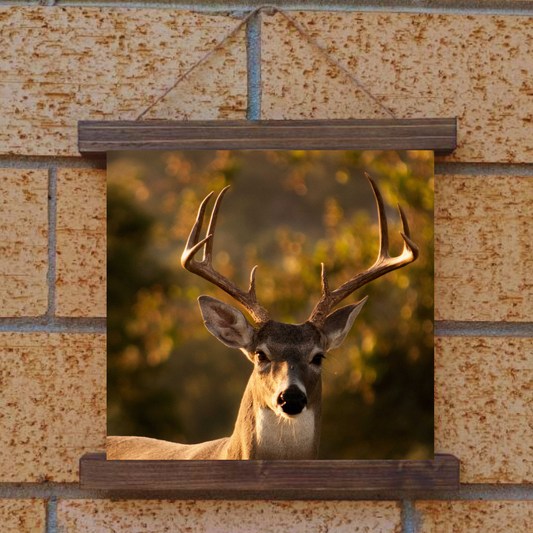 Buck Hanging Canvas