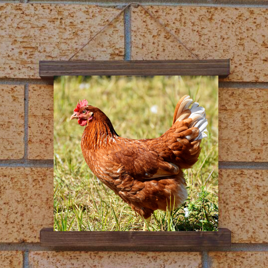 Chicken Hanging Canvas