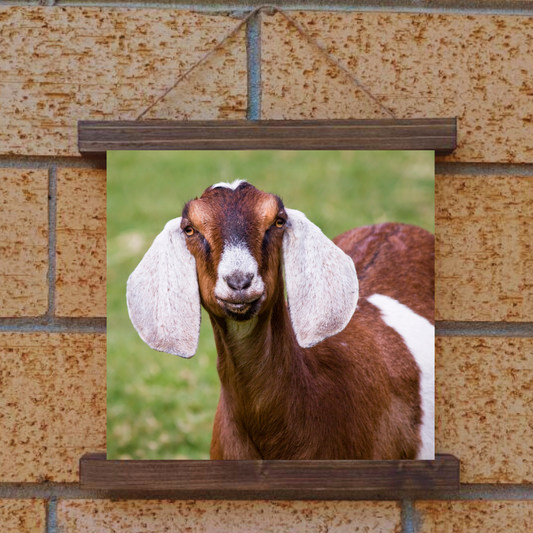 Goat Hanging Canvas