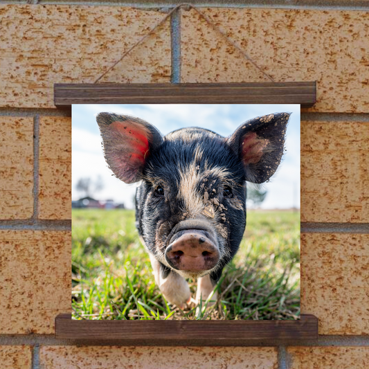 Pig Hanging Canvas