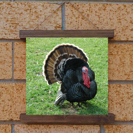 Turkey Hanging Canvas