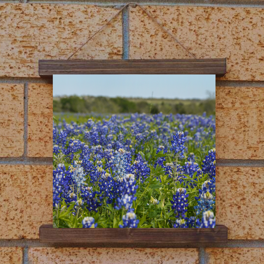 Bluebonnet Hanging Canvas